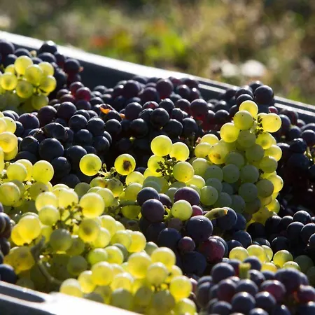 Secret Garden Ay-Champagne